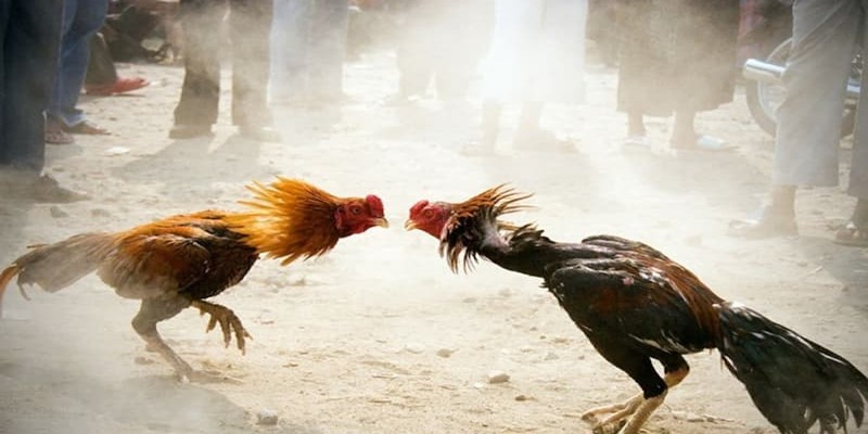Mít Trà Cú chia sẻ phương pháp chăn nuôi gà