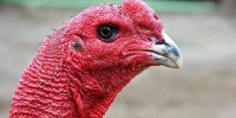 Chú sở hữu đặc điểm khác biệt về hình dáng