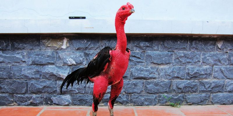 Đấu sĩ nổi tiếng xứ Thanh với lối đá cực độc