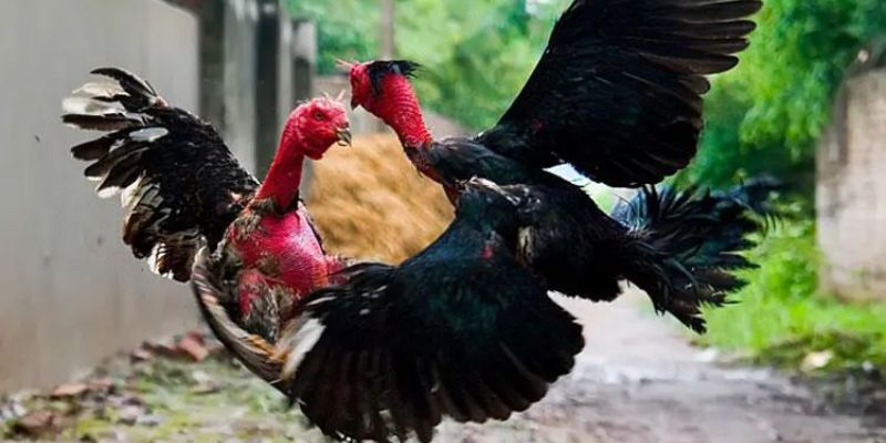 Cùng Vin777 tìm hiểu những trận đối đầu ác liệt nhất